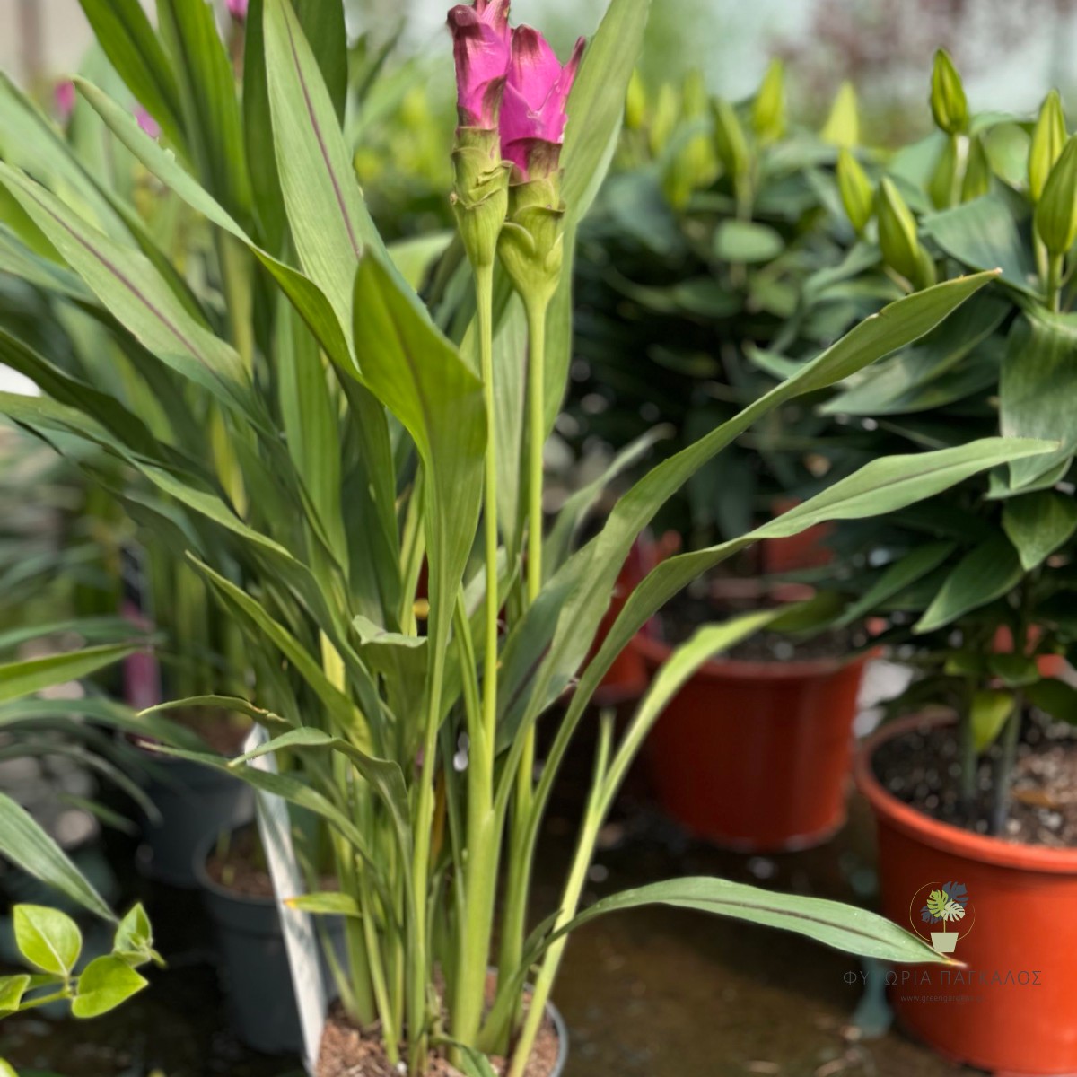 Κουρκουμάς (Curcuma longa) - 3